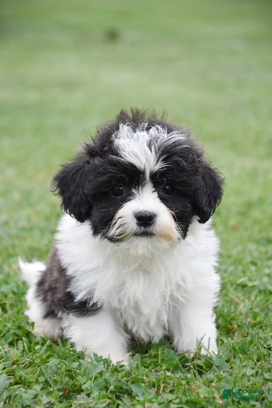 Teddy Bear dogs for sale: Aero - Image 1