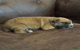 South African Boerboels dogs for sale: Rhino - Image 9