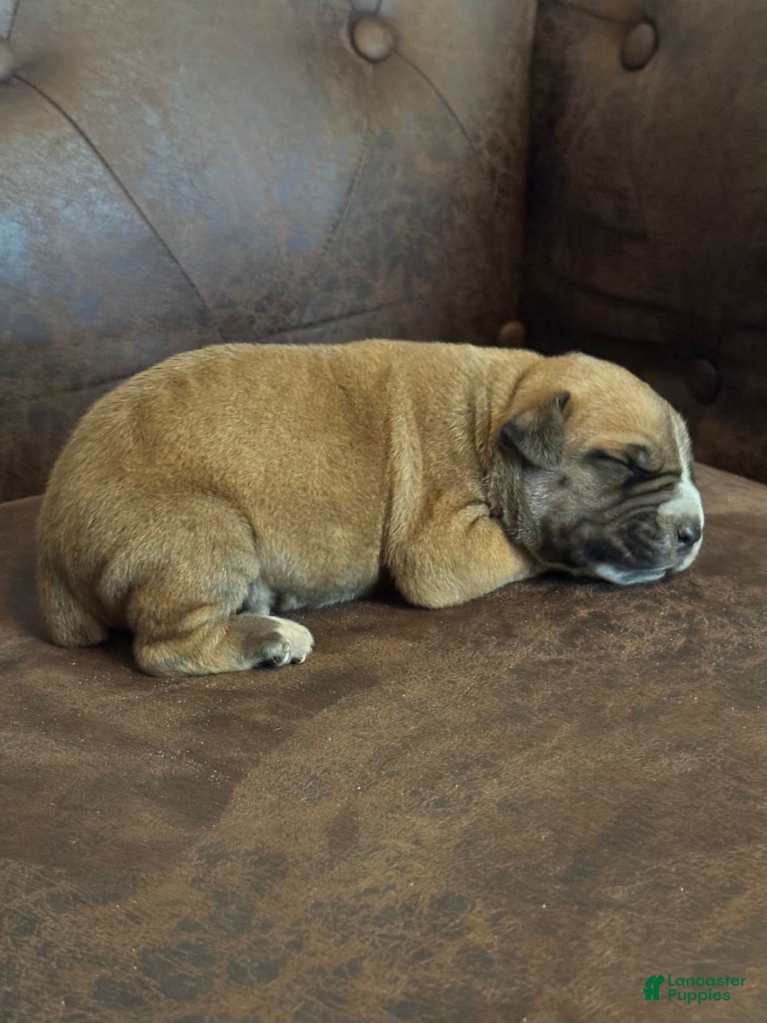 South African Boerboels dogs for sale: Rhino - Image 9