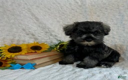 Miniature Schnauzer dogs for sale: Dessy - Image 1