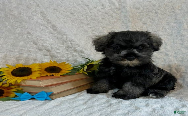 Miniature Schnauzer dogs for sale - Ad 2