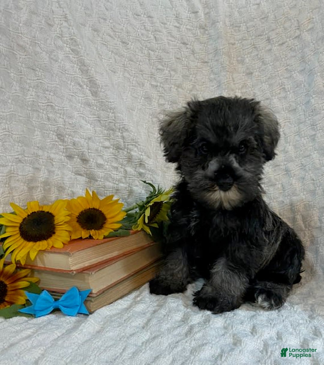 Miniature Schnauzer dogs for sale: Dessy - Image 1