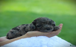 Cockapoo dogs for sale: Mackenzie - Image 4