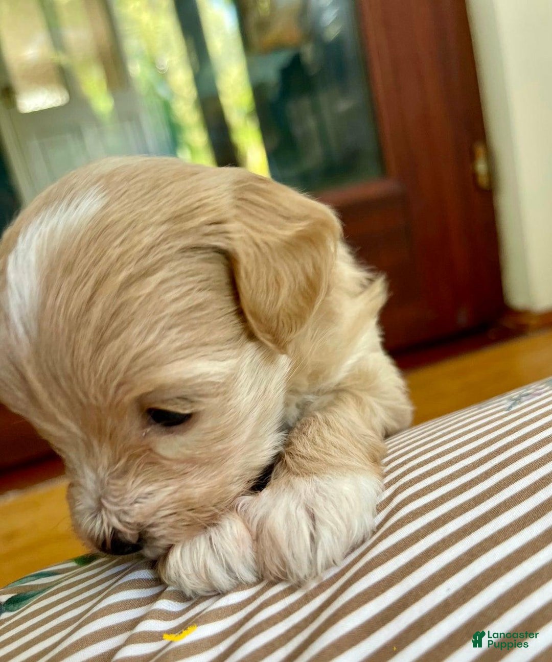 Maltipoo dogs for sale: Tina - Listing for pets: Bestie, Gracie, Tina, Debbie - Image 2