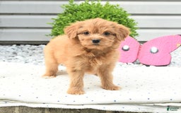 Pomeranian dogs for sale: Pomeranian 9 puppies - Image 8