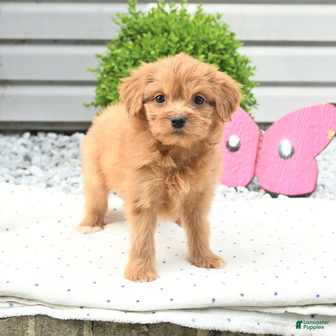 Pomeranian dogs for sale: Pomeranian 9 puppies - Image 8
