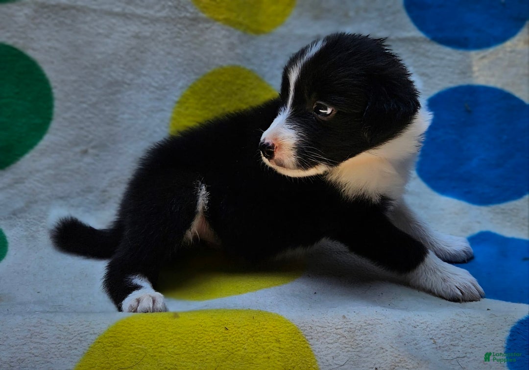 Border Collie dogs for sale: Donnie - Image 10