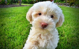 Havapoo dogs for sale: Valentino - Image 11