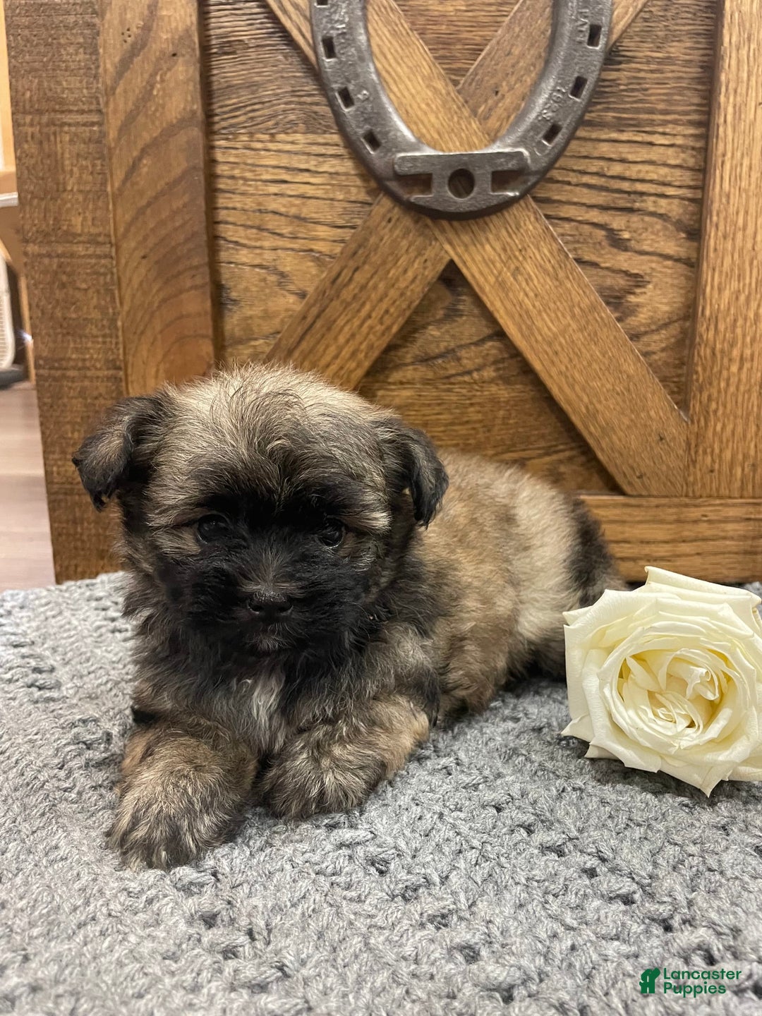 Morkie dogs for sale: Purple - Image 4