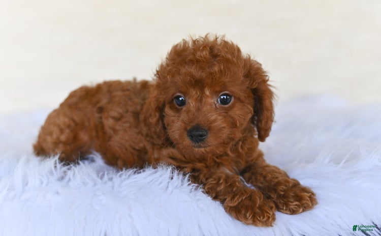 Cockapoo dogs for sale - Ad 2