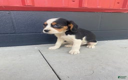Beaglier dogs for sale: Andy - Image 7