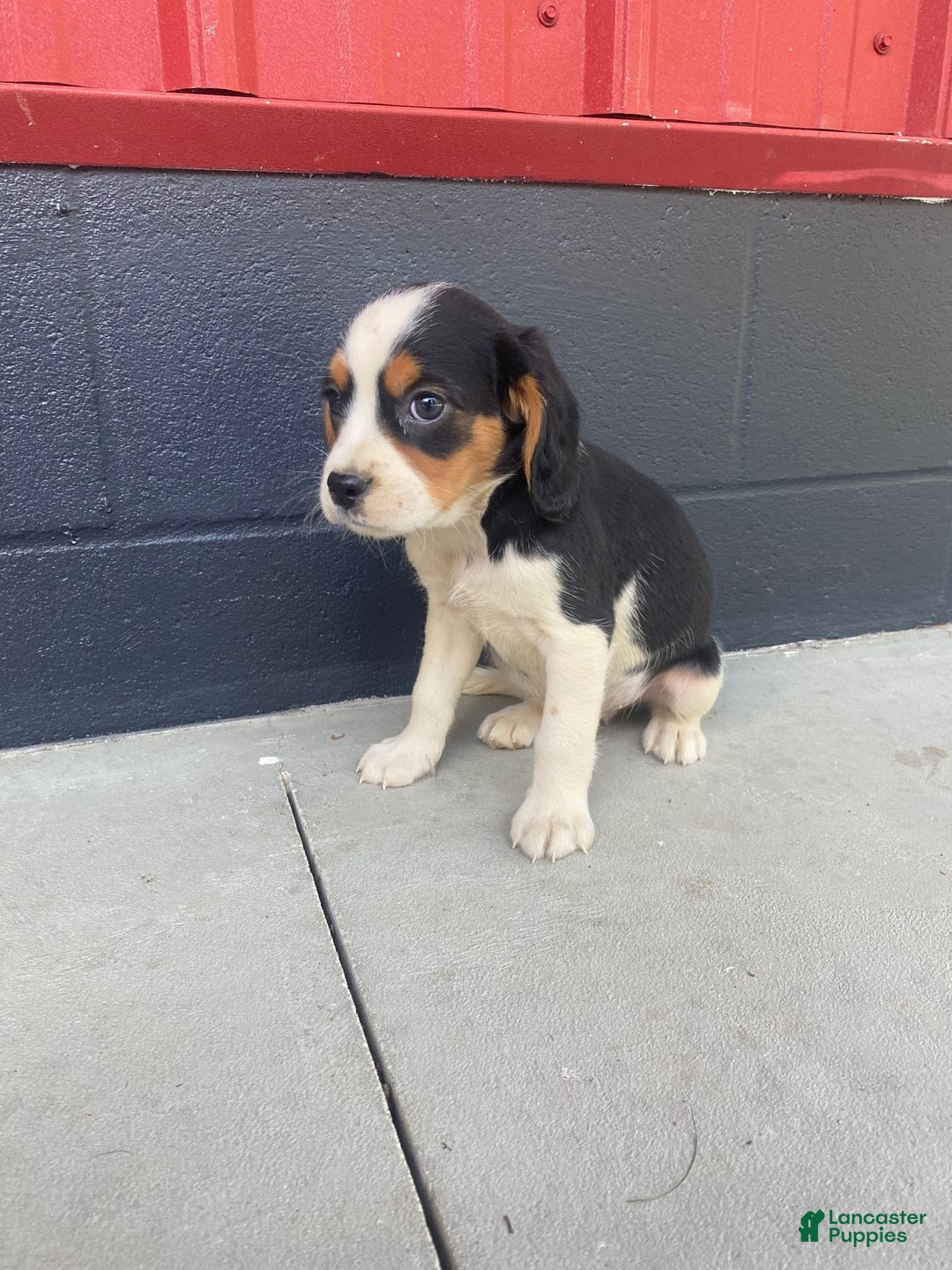 Beaglier dogs for sale: Andy - Image 7