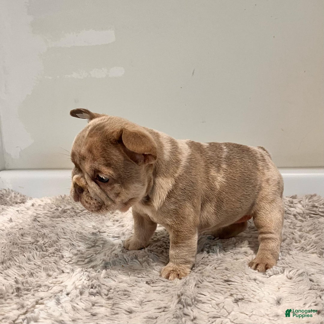 French Bulldog dogs for sale: Dorothy - Image 2
