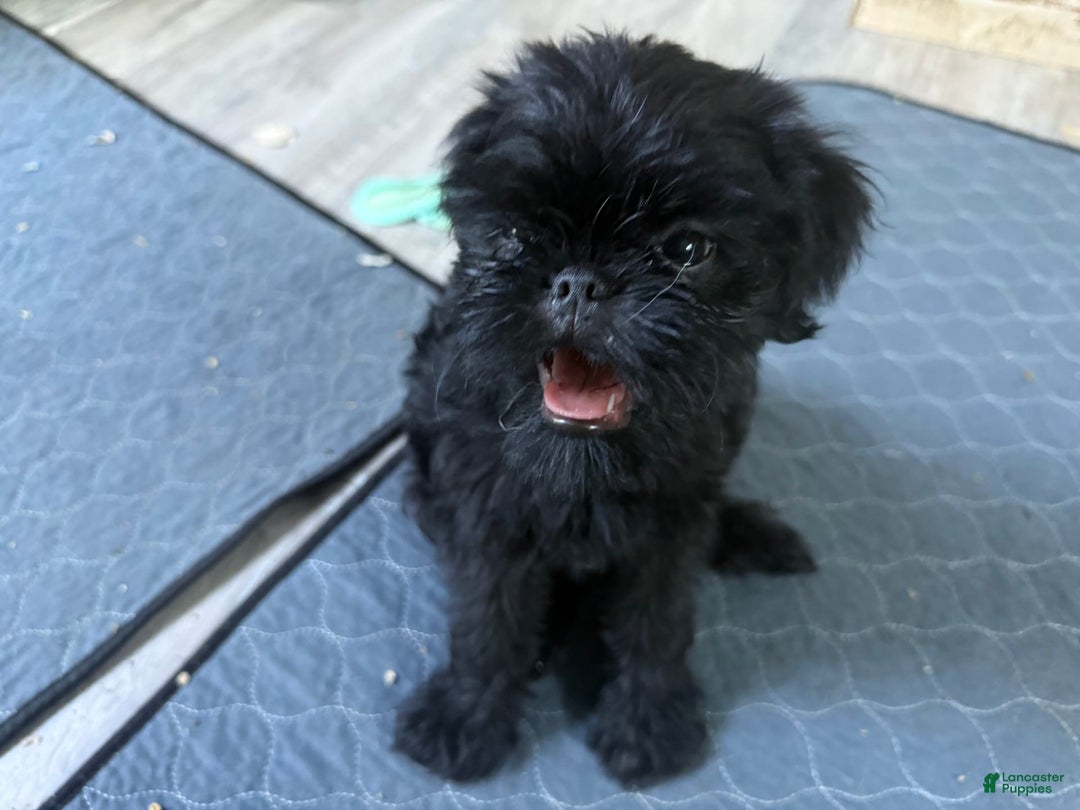 Brussels Griffon dogs for sale: Gidget - Image 2