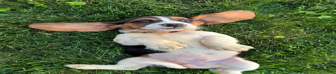 Macy