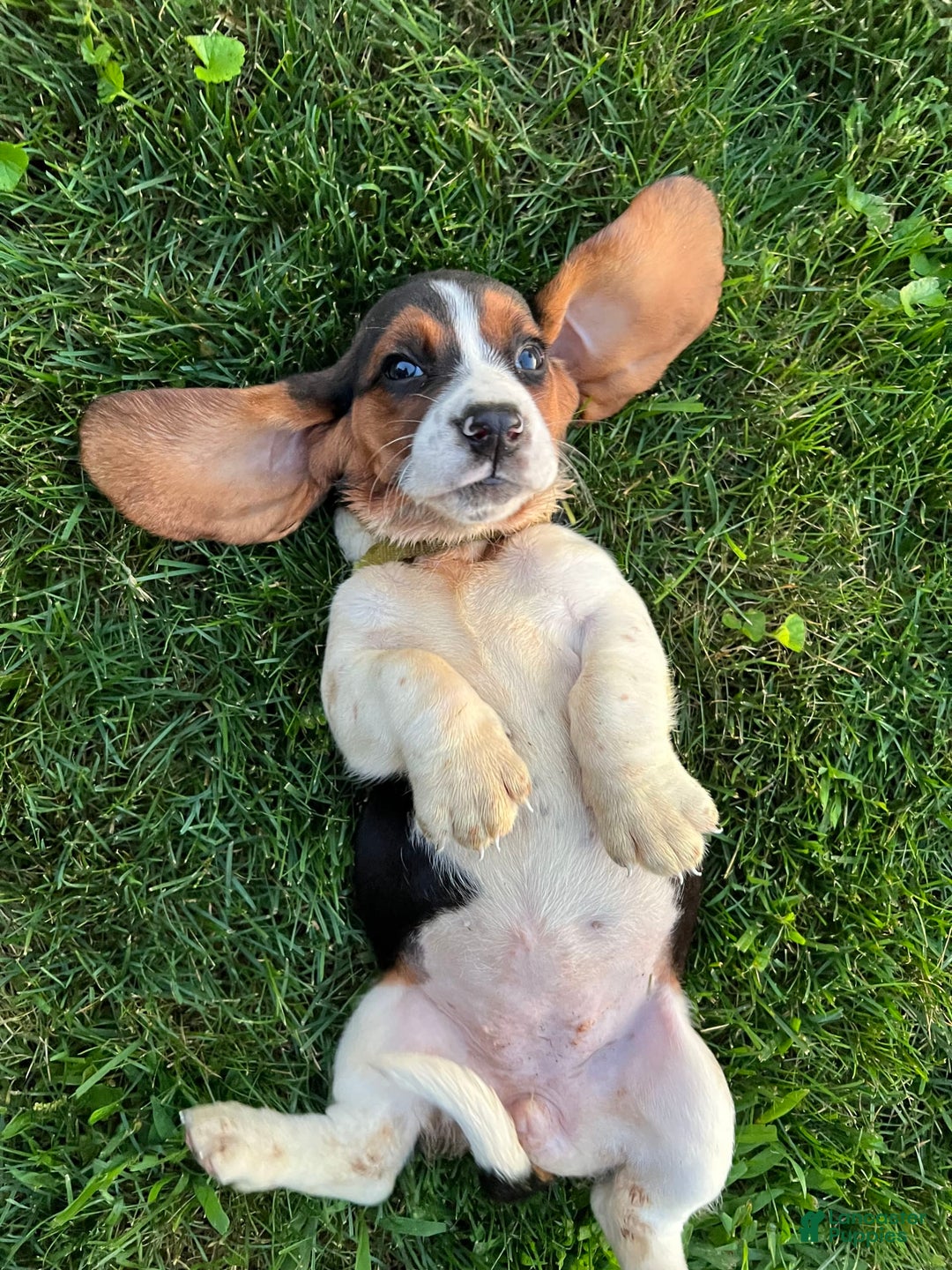 Basset Hound dogs for sale: Macy - Image 2