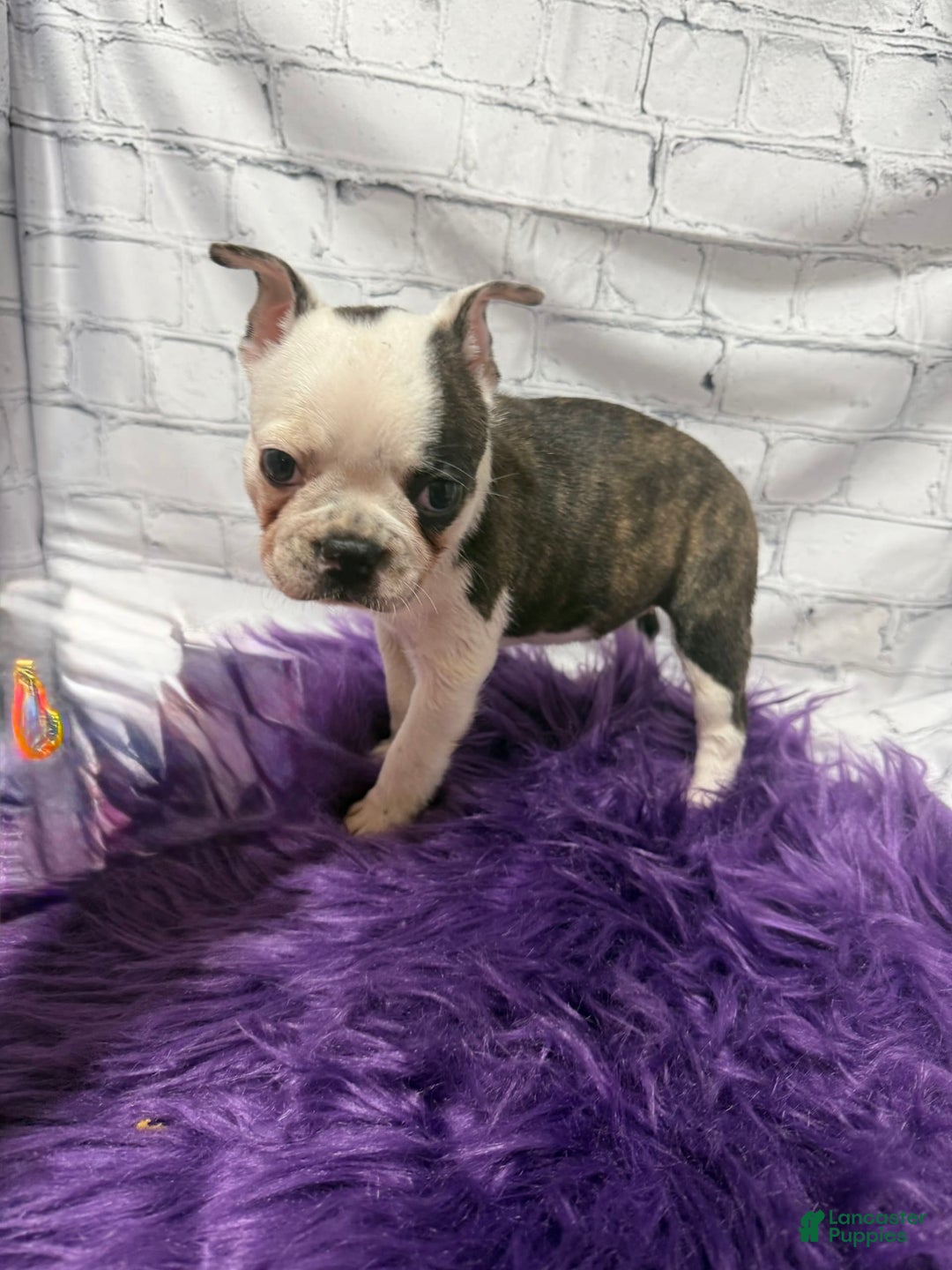 Boston Terrier dogs for sale: Juliet - Image 2