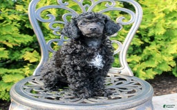 Miniature Poodle dogs for sale: Starlight - Image 2