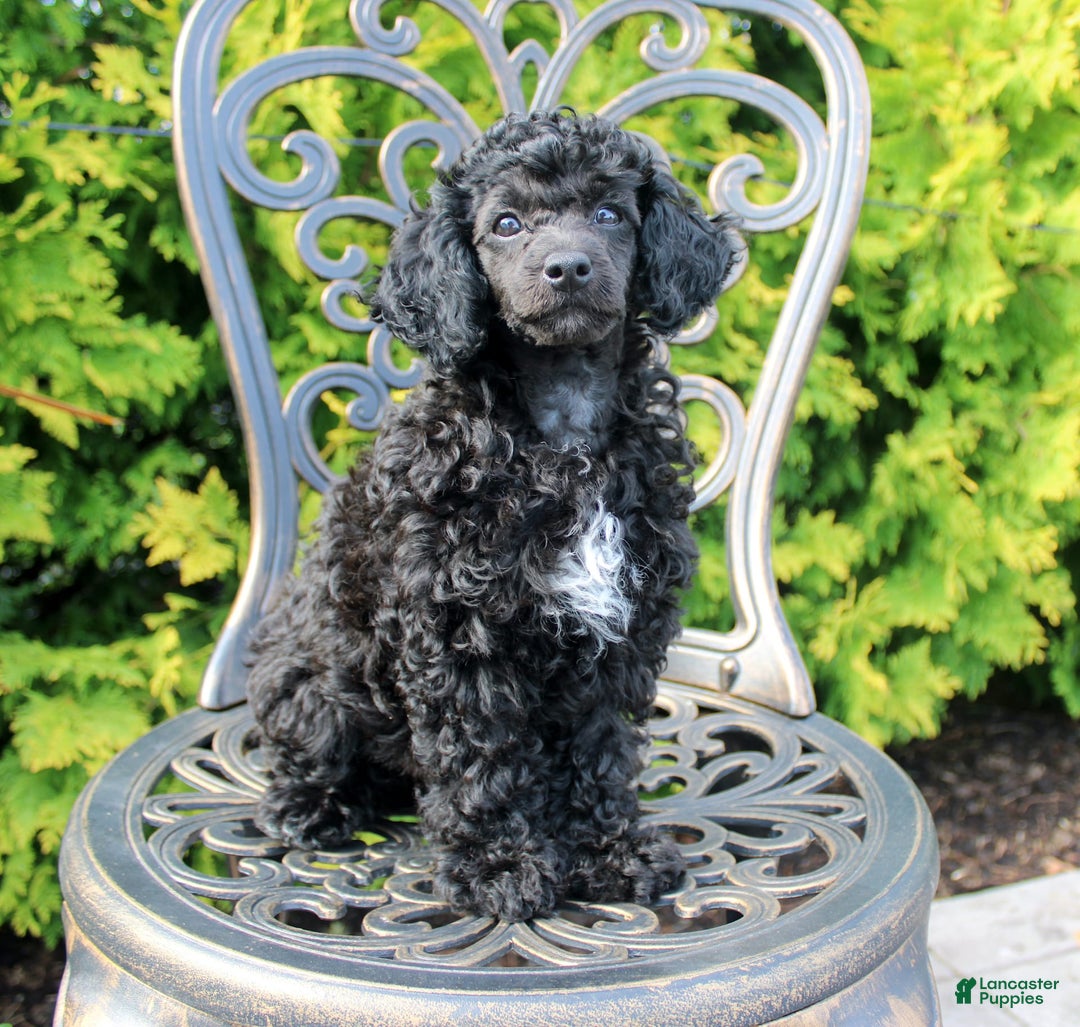 Miniature Poodle dogs for sale: Starlight - Image 2
