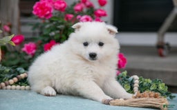 American Eskimo dogs for sale: Icee - Image 5