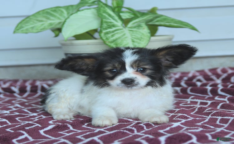 Papillon dogs for sale - Ad 2