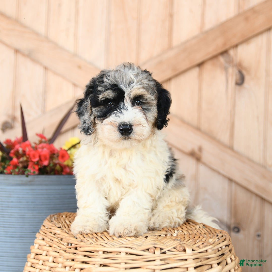 Mini Bernedoodle dogs for sale: Mini Bernedoodle 8 puppies - Image 17