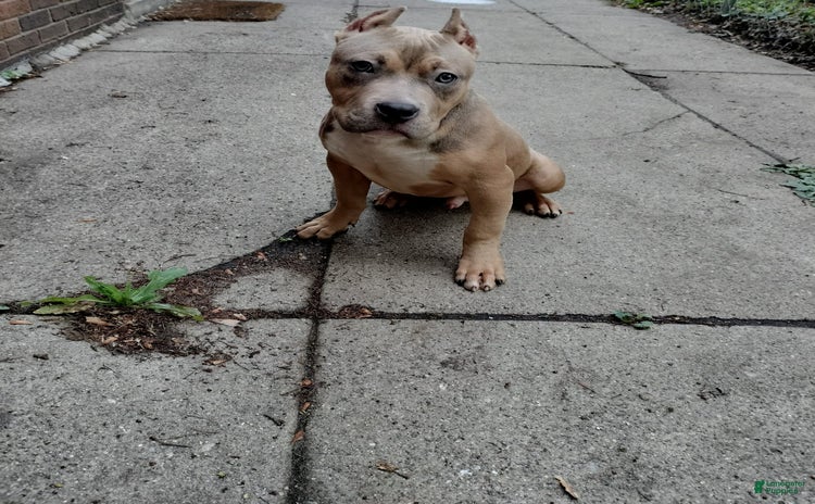 American Bully dogs for sale - Ad 3