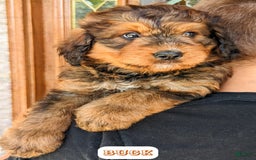 Bernedoodle dogs for sale: Buck - Image 10