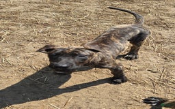 Presa Canario dogs for sale: Merlot - Image 6