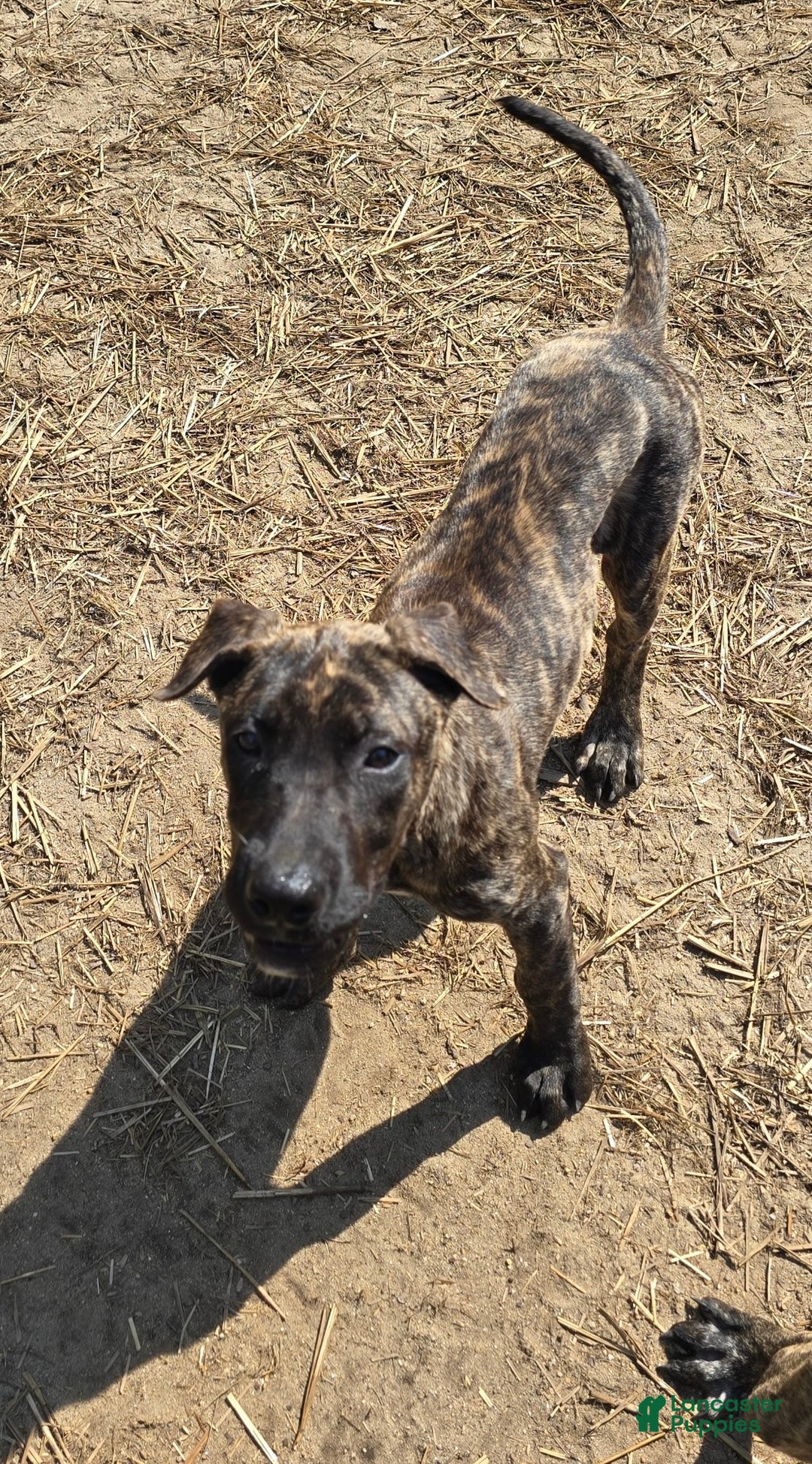 Presa Canario dogs for sale: Merlot - Image 6