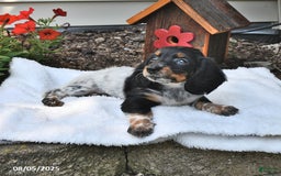 Miniature Dachshund dogs for sale: Maggie - Image 5
