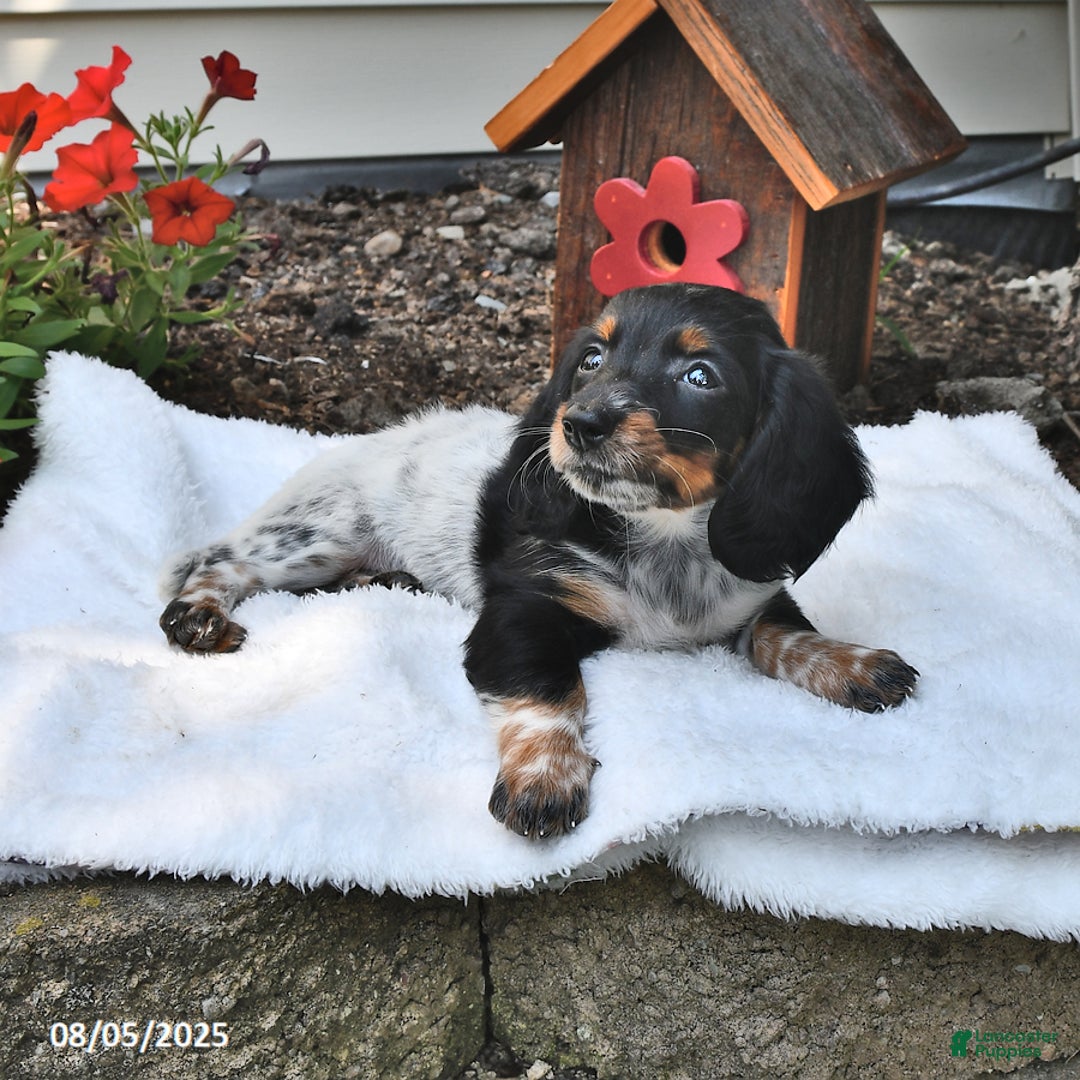 Miniature Dachshund dogs for sale: Maggie - Image 5