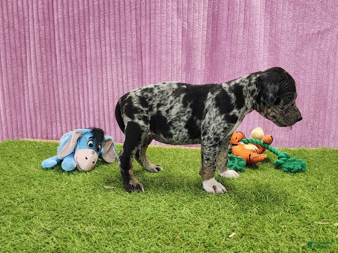 Catahoula Leopard Dog dogs for sale: Duchess 2025 Female 6 - Image 9