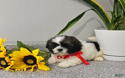 Shih Tzu dogs for sale: Charming Chase ❤️ - Image 4