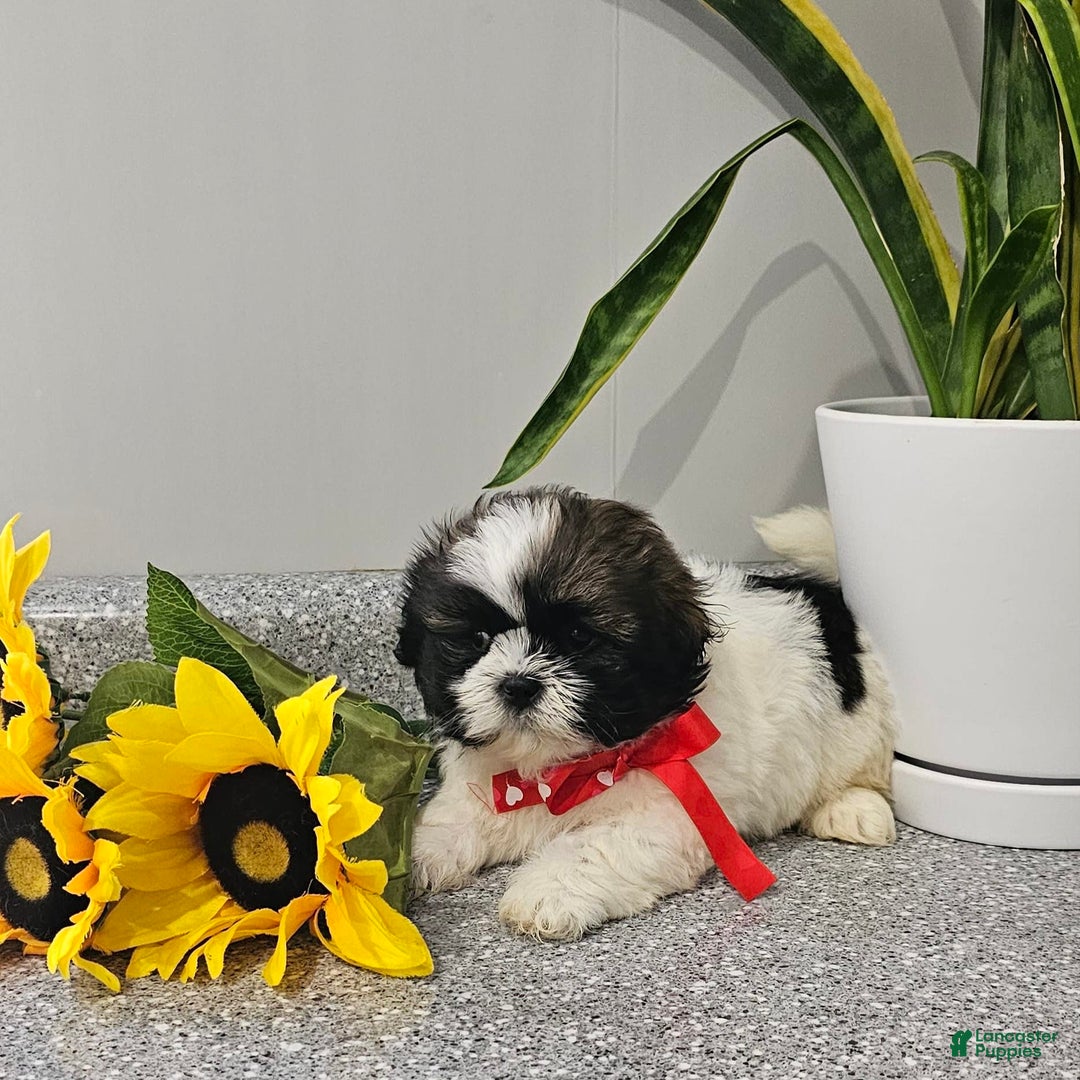 Shih Tzu dogs for sale: Charming Chase ❤️ - Image 4
