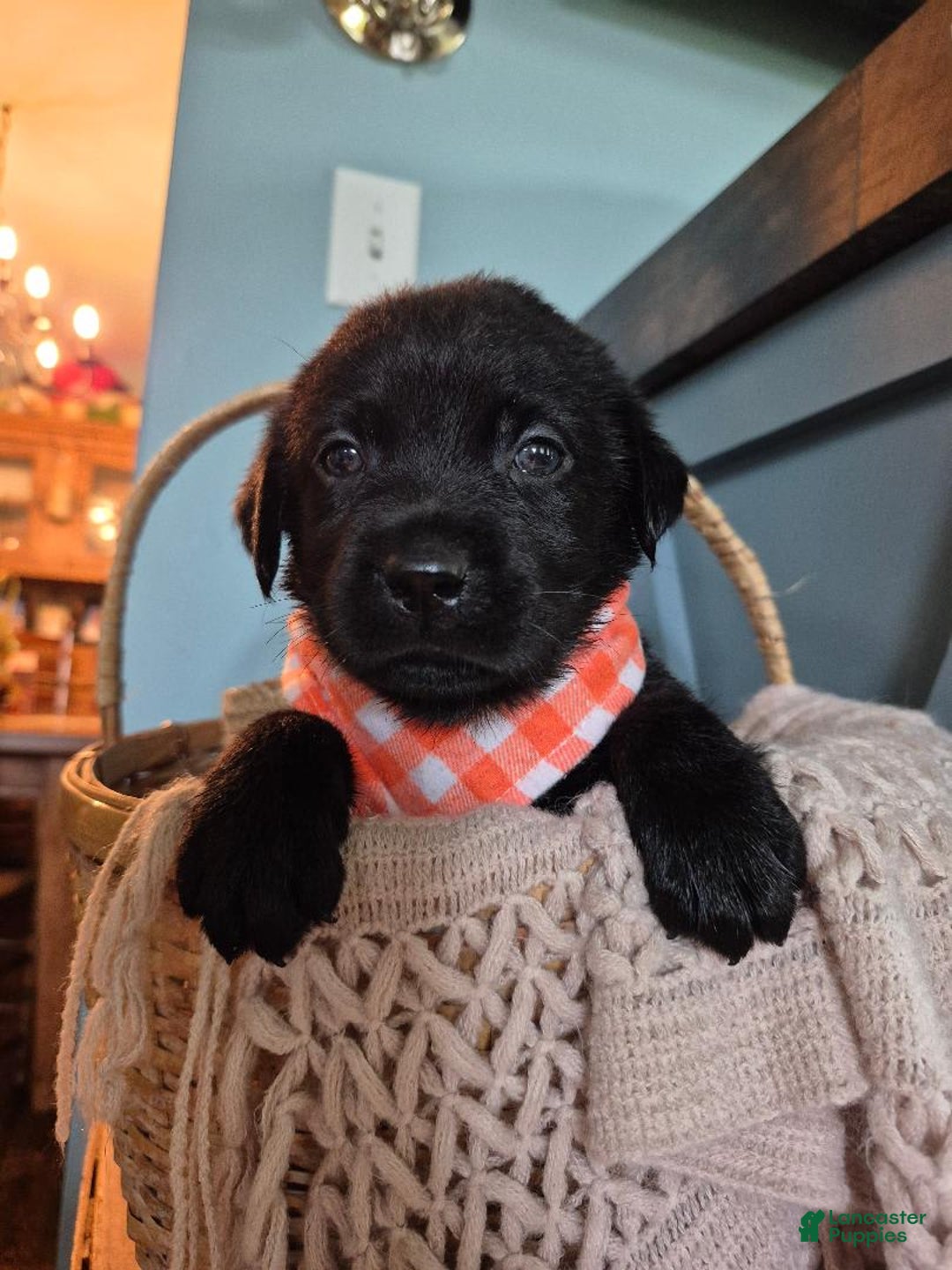 Labrador Retriever dogs for sale: Michael Scott - Image 2