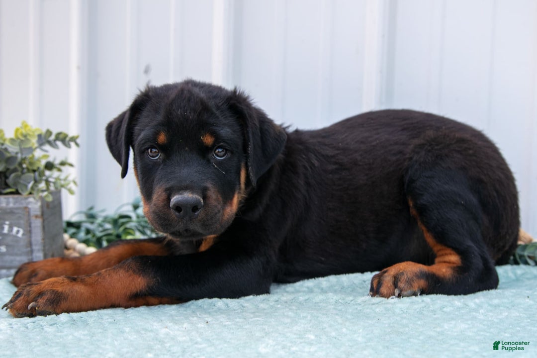 Rottweiler dogs for sale: Rottweiler 7 puppies - Image 6