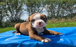 American Bulldog dogs for sale: Miss Honey - Listing for pets: Miss Honey, Matilda, Miss Trenchbell, Harry - Image 8