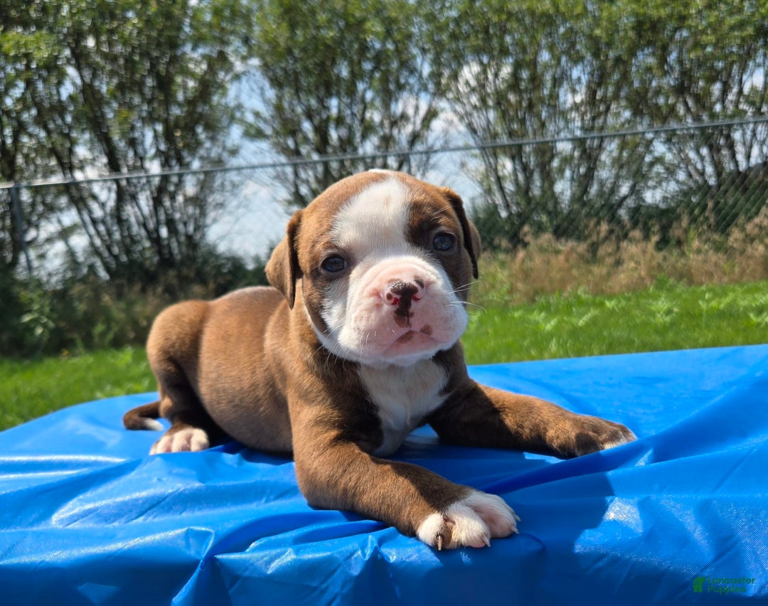 American Bulldog dogs for sale: Miss Honey - Listing for pets: Miss Honey, Matilda, Miss Trenchbell, Harry - Image 8