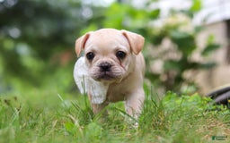 French Bulldog dogs for sale: Margo - Image 6