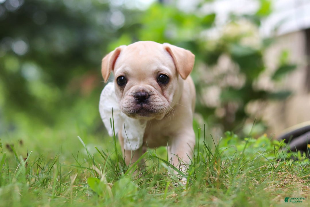 French Bulldog dogs for sale: Margo - Image 6