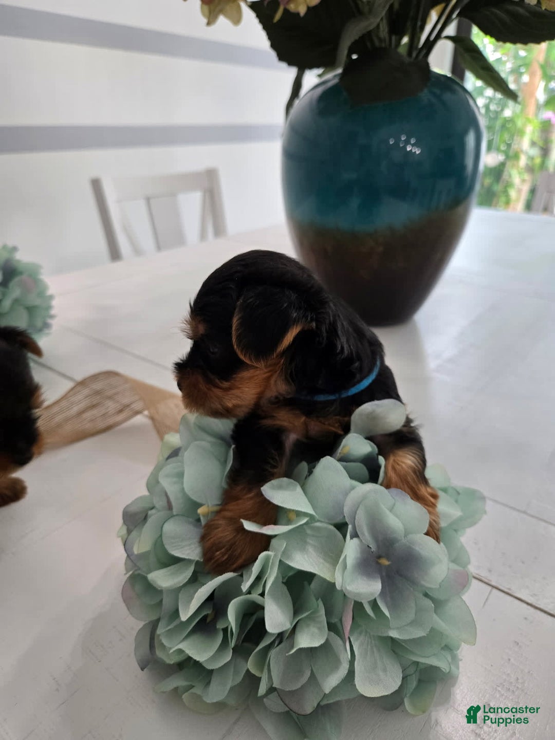 Yorkshire Terrier dogs for sale: Blue - Image 4