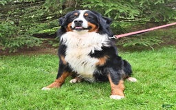 Bernese Mountain Dog dogs for sale: Lael - Listing for pets: Lael, Licia, Vincent, Virgil - Image 7