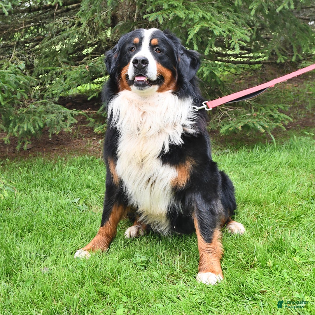 Bernese Mountain Dog dogs for sale: Lael - Listing for pets: Lael, Licia, Vincent, Virgil - Image 7