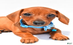 Miniature Dachshund dogs for sale: Isabella - Image 7