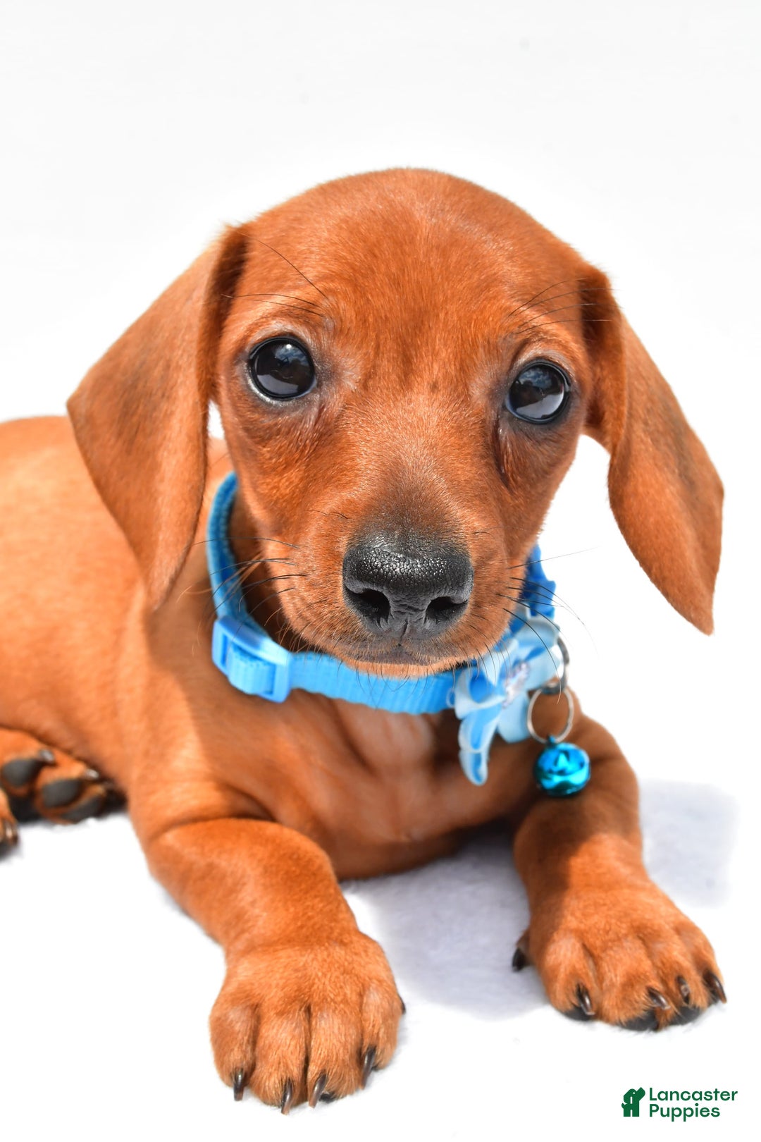 Miniature Dachshund dogs for sale: Isabella - Image 7
