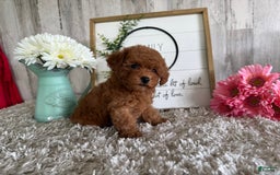 Toy Poodle dogs for sale: Grace - Image 4