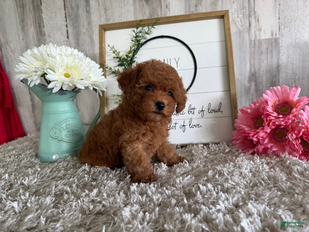 Toy Poodle dogs for sale: Grace - Image 4