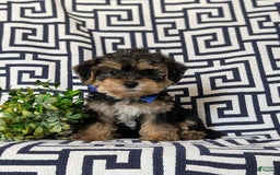 Yorkiepoo dogs for sale: Lowell Toy size - Image 2