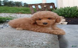 Bichpoo dogs for sale: Benson - Image 8